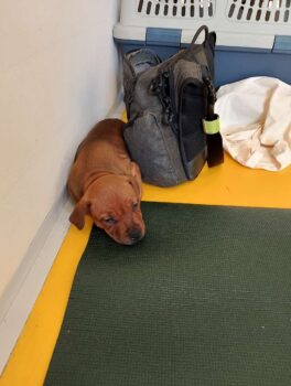 puppy yoga stafordšírský bulteriér