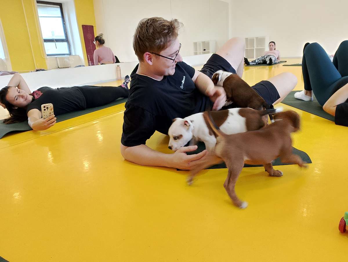 Yoga se štěňátky 3 Yoga se štěňátky puppy yoga stafordšírský bulteriér