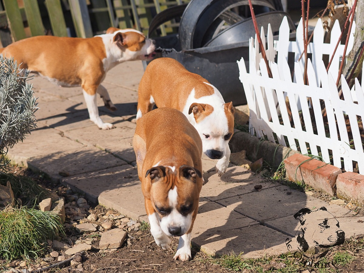 Tři feny plemene Staffordshire Bull Terrier procházející po chodníku v zahradě.