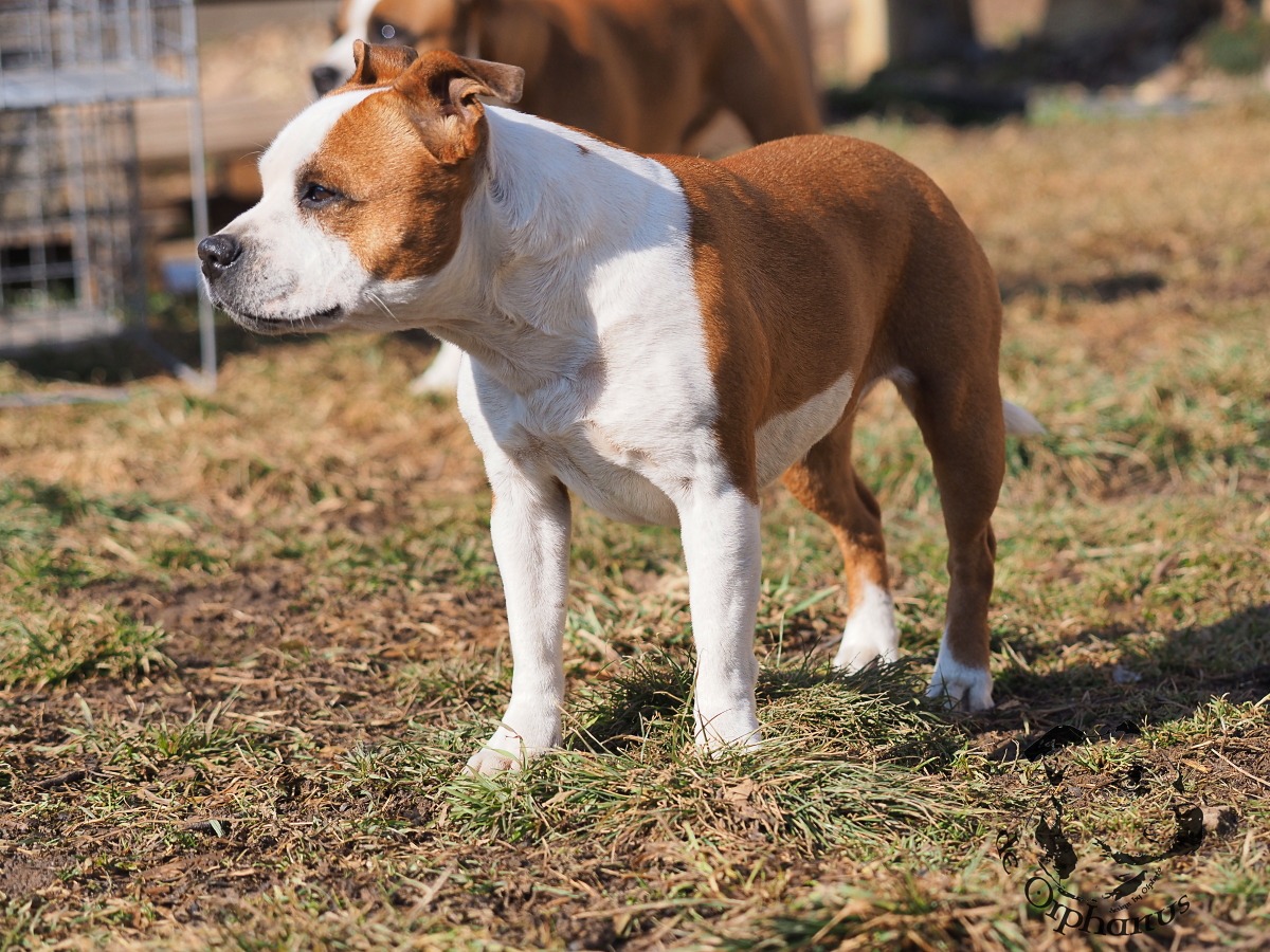 Staffordshire Bull Terrier Hnědobílý bullterier stojící na trávě s pozadím dalších psů. (c) Olga Fučíková