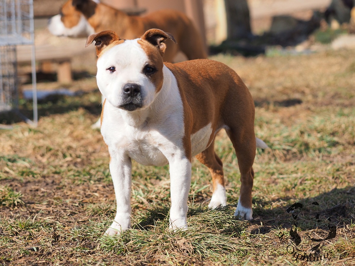 Staffordshire Bull Terrier Hnědobílý bullterier stojící na trávě s pozadím dalších psů. (c) Olga Fučíková