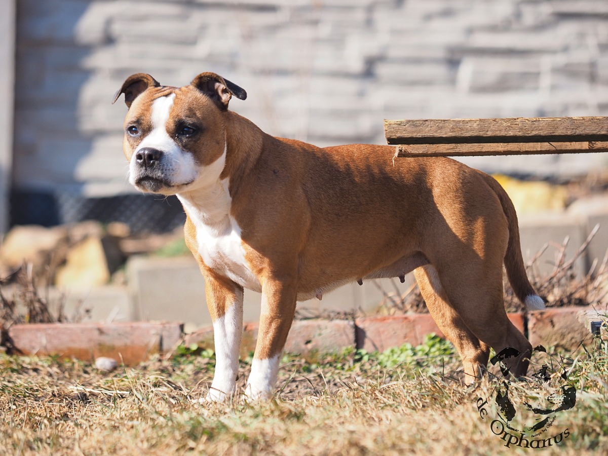 Staffordshire Bull Terrier Hnědý bullterrier s bílými znaky stojící na trávníku v exteriéru. (c) Olga Fučíková