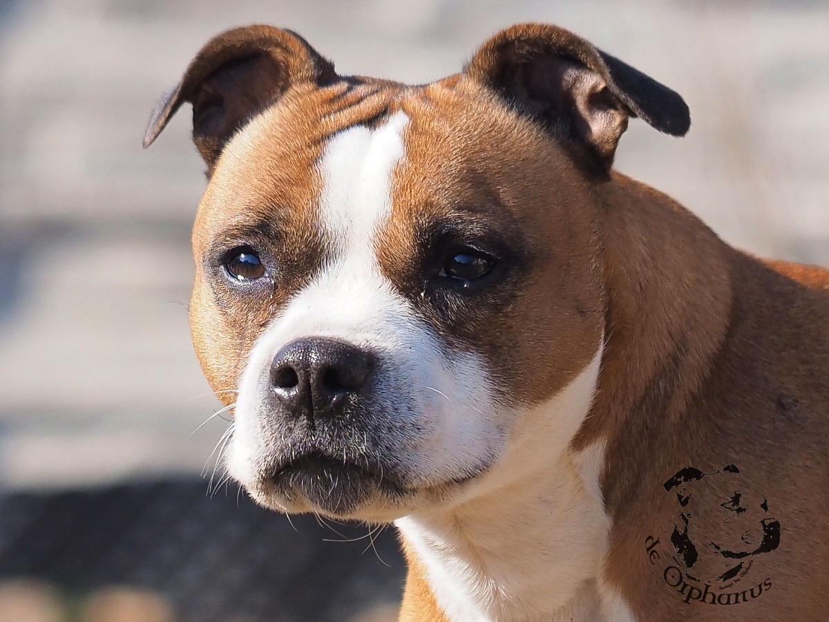 Staffordshire Bull Terrier Bullterier s hnědým a bílým zbarvením, zaměřený na obličej s výraznými rysy. (c) Olga Fučíková
