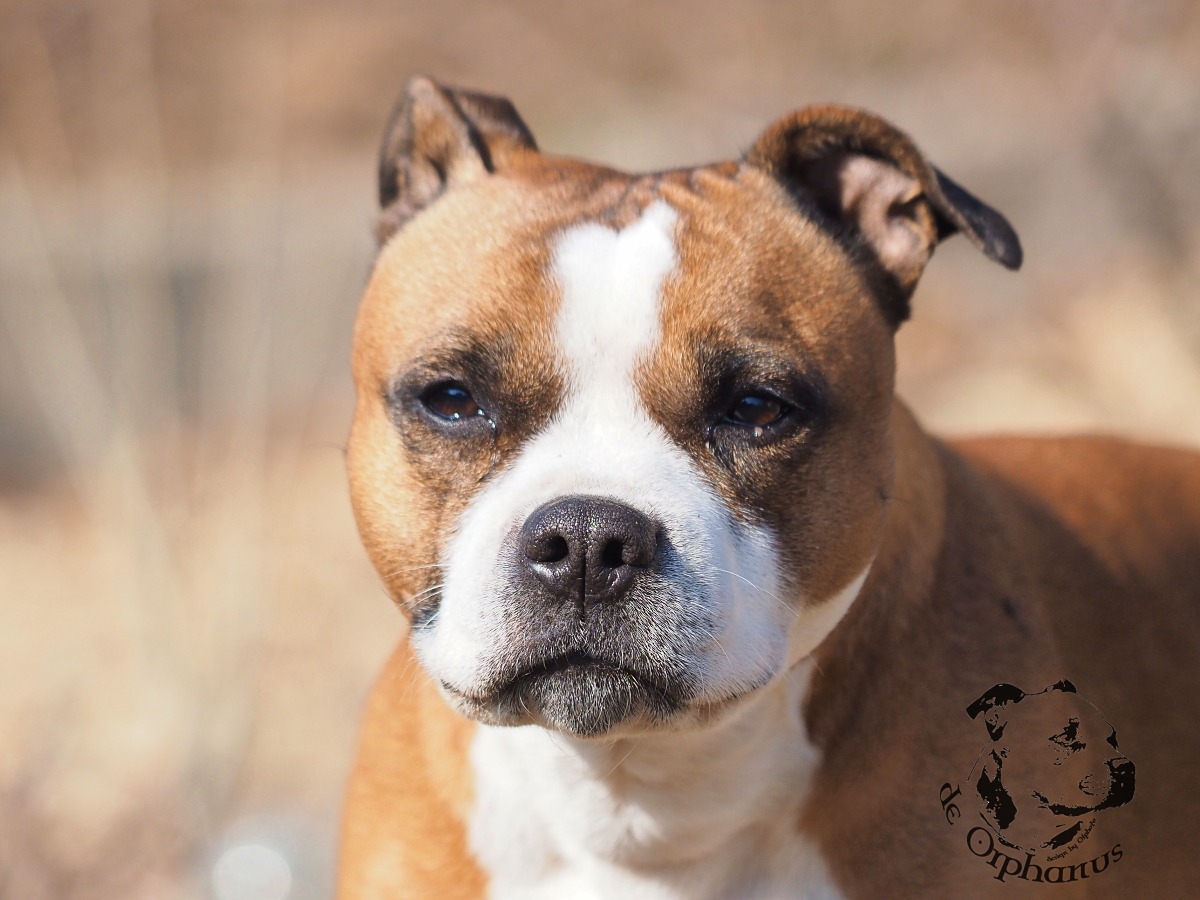 Staffordshire Bull Terrier Hlava bulteriéra s hnědou a bílou srstí, s výrazným obličejem a krátkými ušima. (c) Olga Fučíková