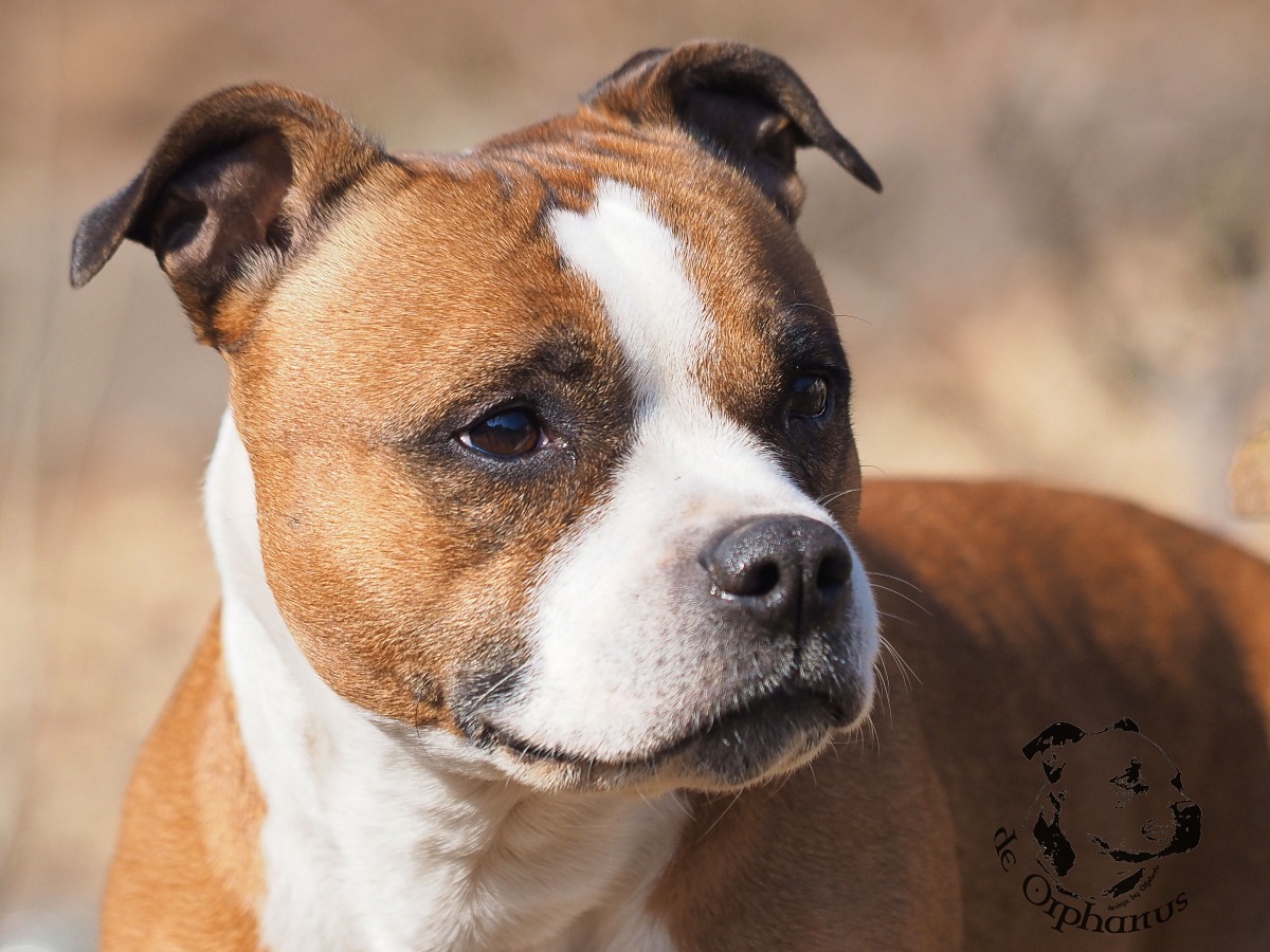 Staffordshire Bull Terrier Hnědobílý bullteriér s výrazným obličejem a krátkou srstí. (c) Olga Fučíková