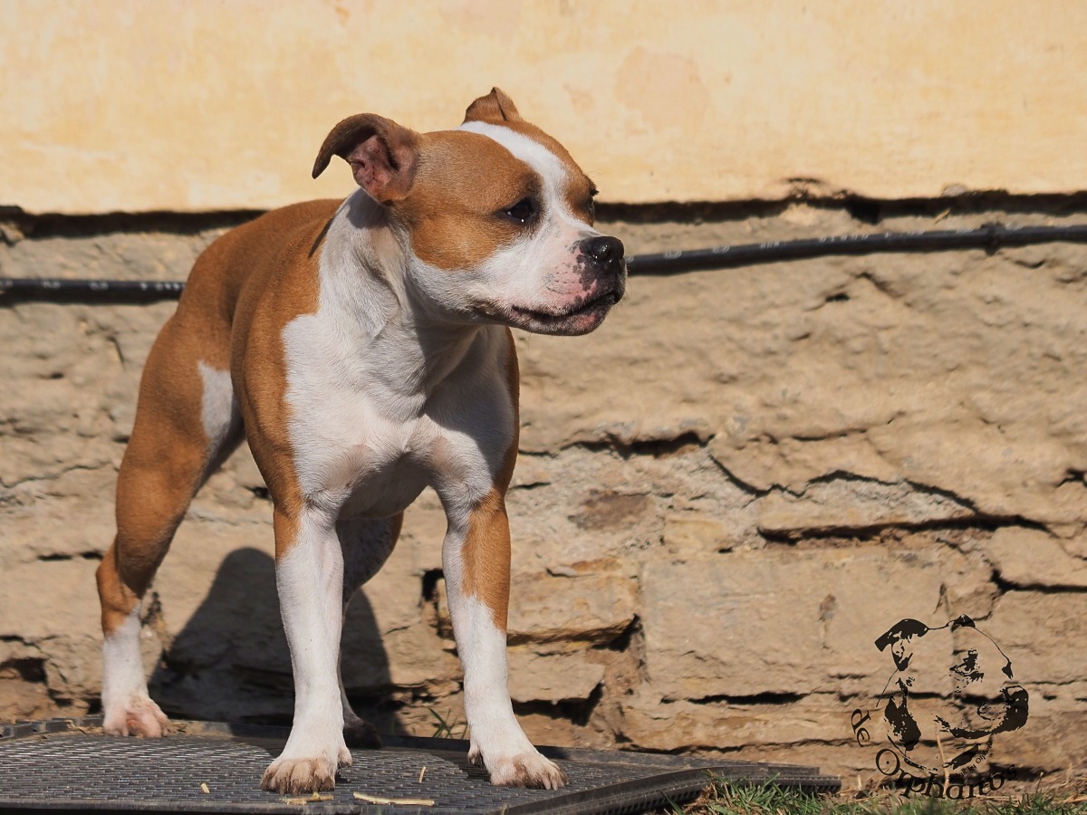 Staffordshire Bull Terrier Hnědobílý pes plemene Bullterrier stojící na zemi s viditelnými svaly a výrazem. (c) Olga Fučíková