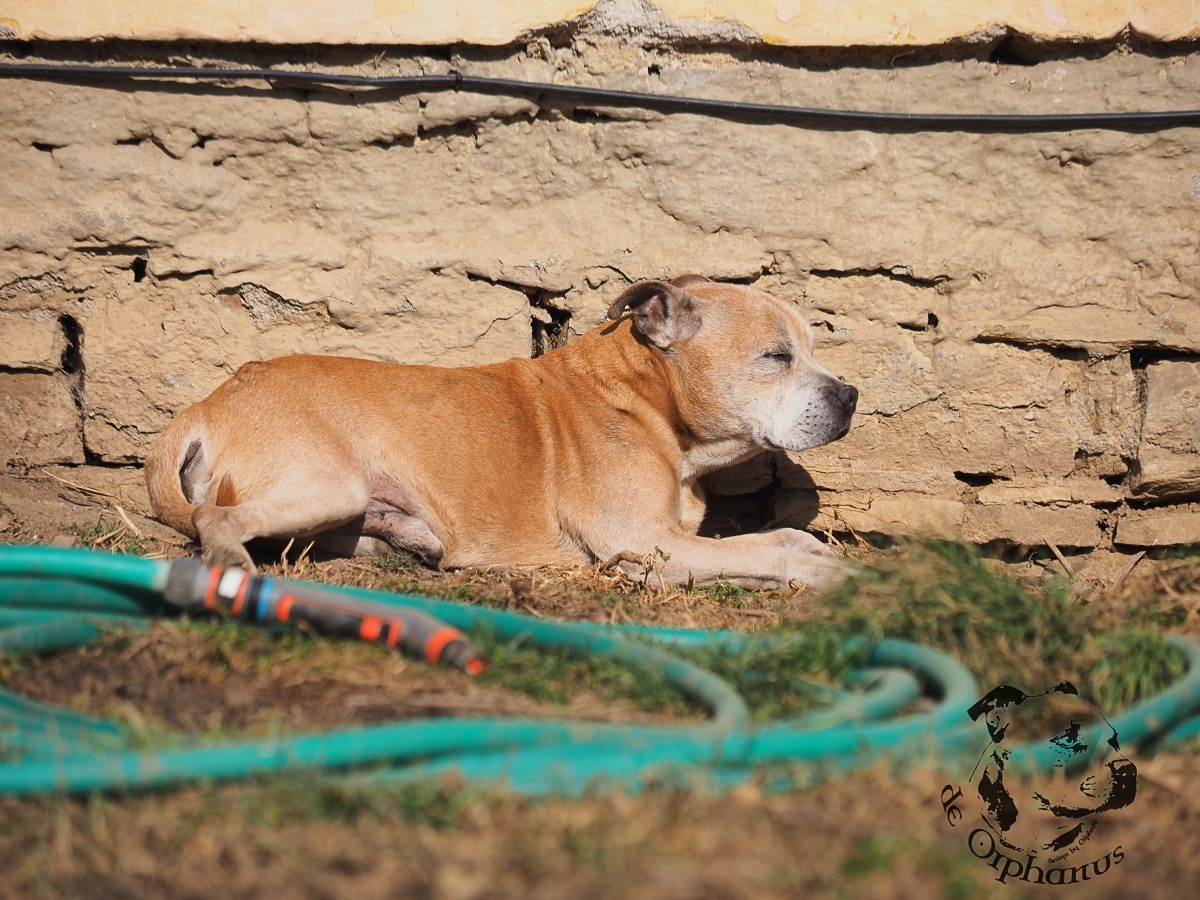 Staffordshire Bull Terrier Hnědý bullterrier ležící na zemi vedle zdi a hadice. (c) Olga Fučíková