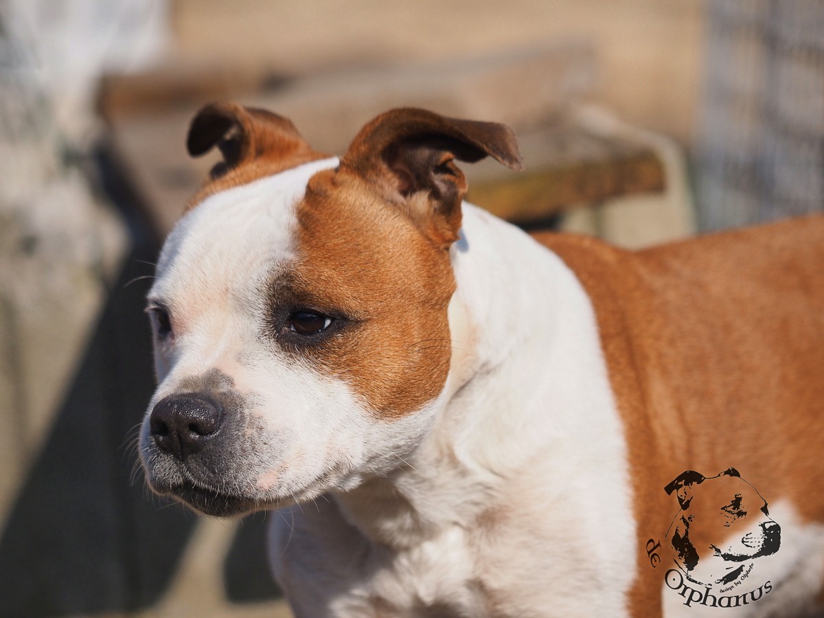 Staffordshire Bull Terrier Hnědý a bílý bullterier s krátkým ocasem a ušima, které mají charakteristický tvar. (c) Olga Fučíková
