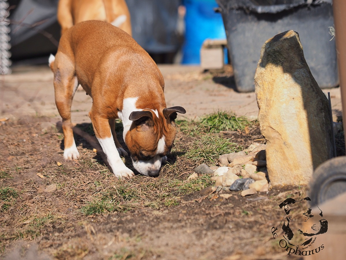 Staffordshire Bull Terrier Hnědý bulteriér s bílými znaky zkoumá zem na venkovním prostoru. (c) Olga Fučíková
