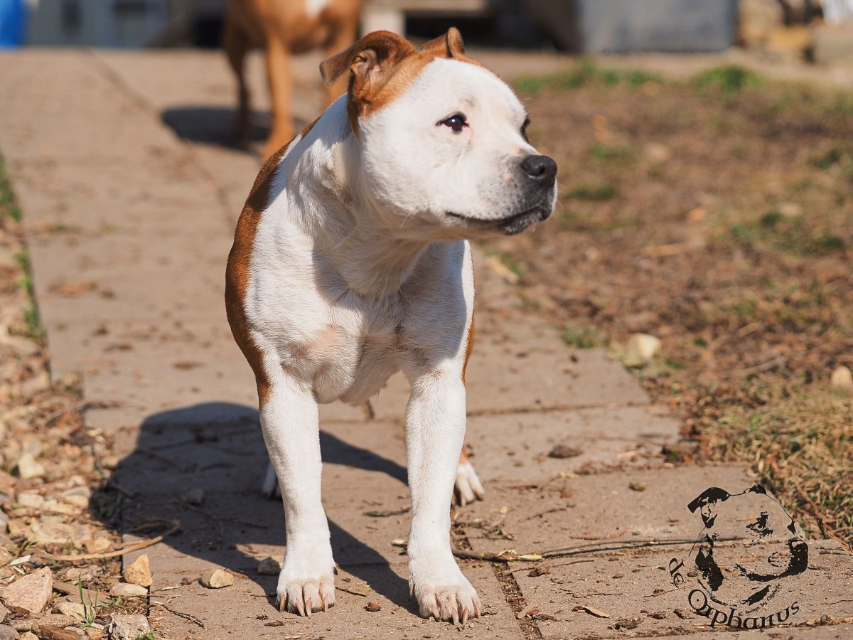 Staffordshire Bull Terrier Bullterrier s bílou srstí a hnědými skvrnami stojící na chodníku. (c) Olga Fučíková