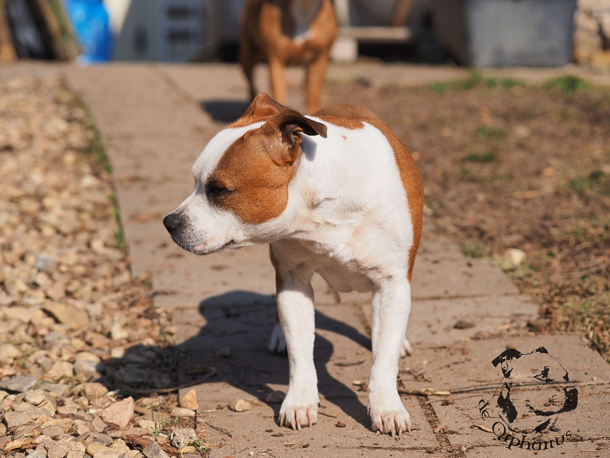 Staffordshire Bull Terrier Hnědobílý Staffordshire Bull Terrier stojící na chodníku s kameny. (c) Olga Fučíková