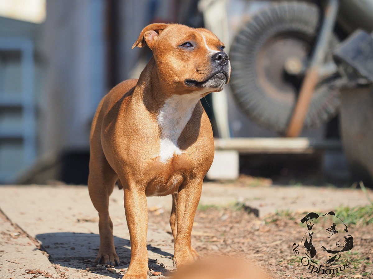 Staffordshire Bull Terrier Hnědý bullterier s bílým znakem na hrudi stojící na venkovní ploše. (c) Olga Fučíková