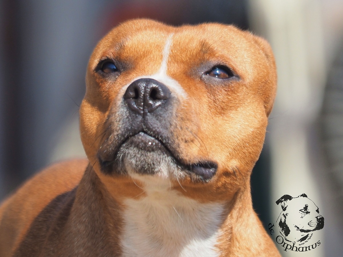 Staffordshire Bull Terrier Bullterier s hnědou srstí a bílým pruhem na hrudi, pohled na hlavu. (c) Olga Fučíková