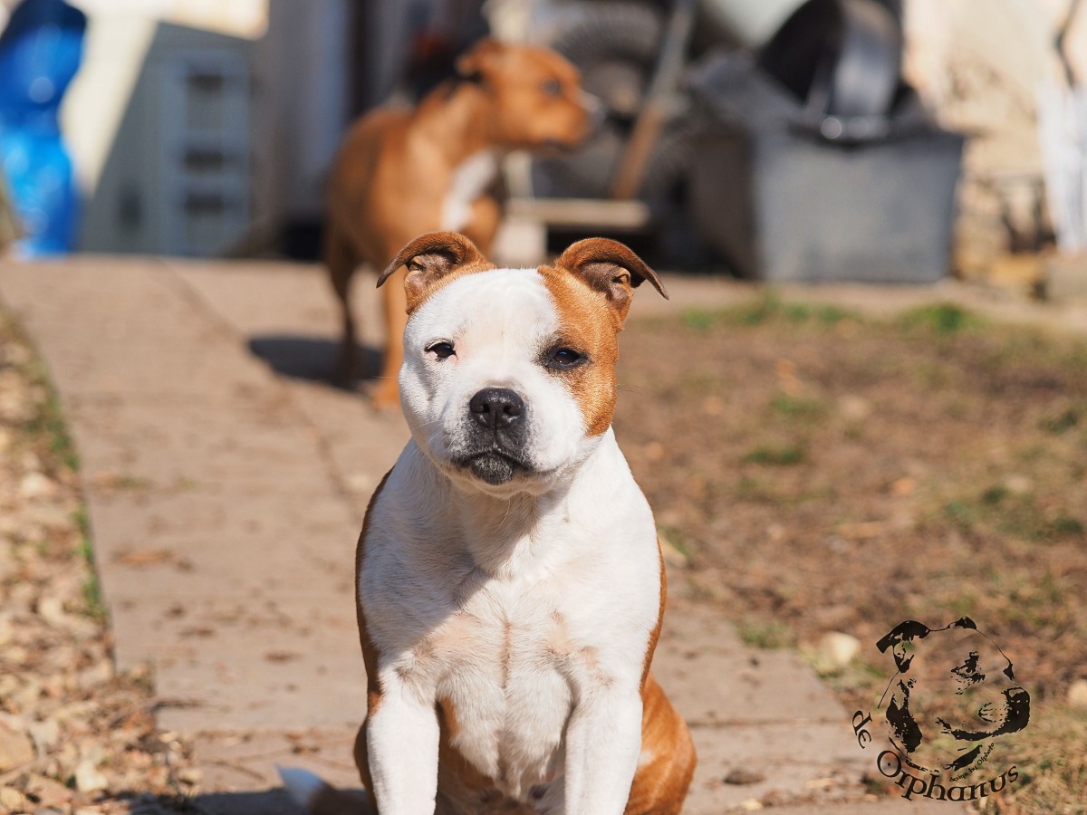 Staffordshire Bull Terrier Bullterrier s hnědým a bílým zbarvením sedící na chodníku s rozmazaným pozadím. (c) Olga Fučíková