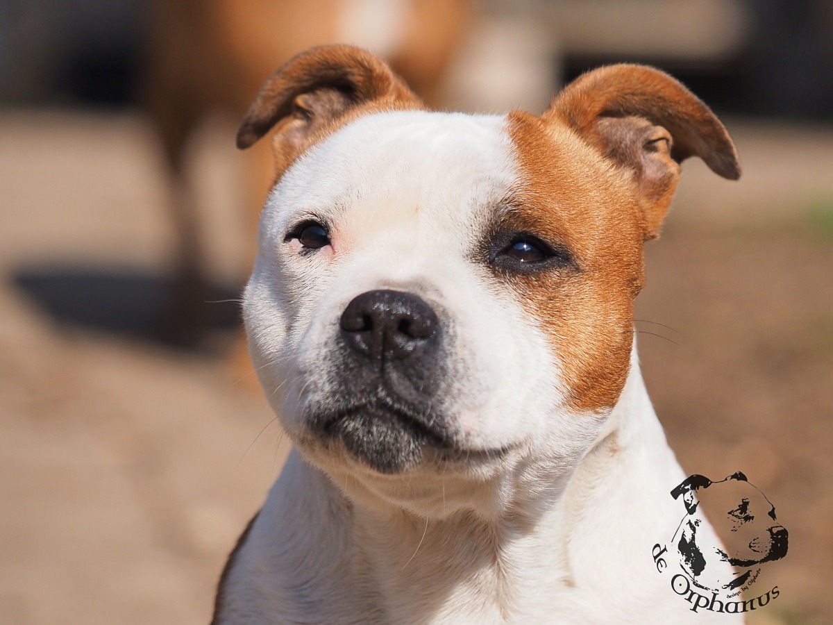 Staffordshire Bull Terrier Bullterrier s hnědým a bílým zbarvením, s výrazným obličejem a klidným pohledem. (c) Olga Fučíková