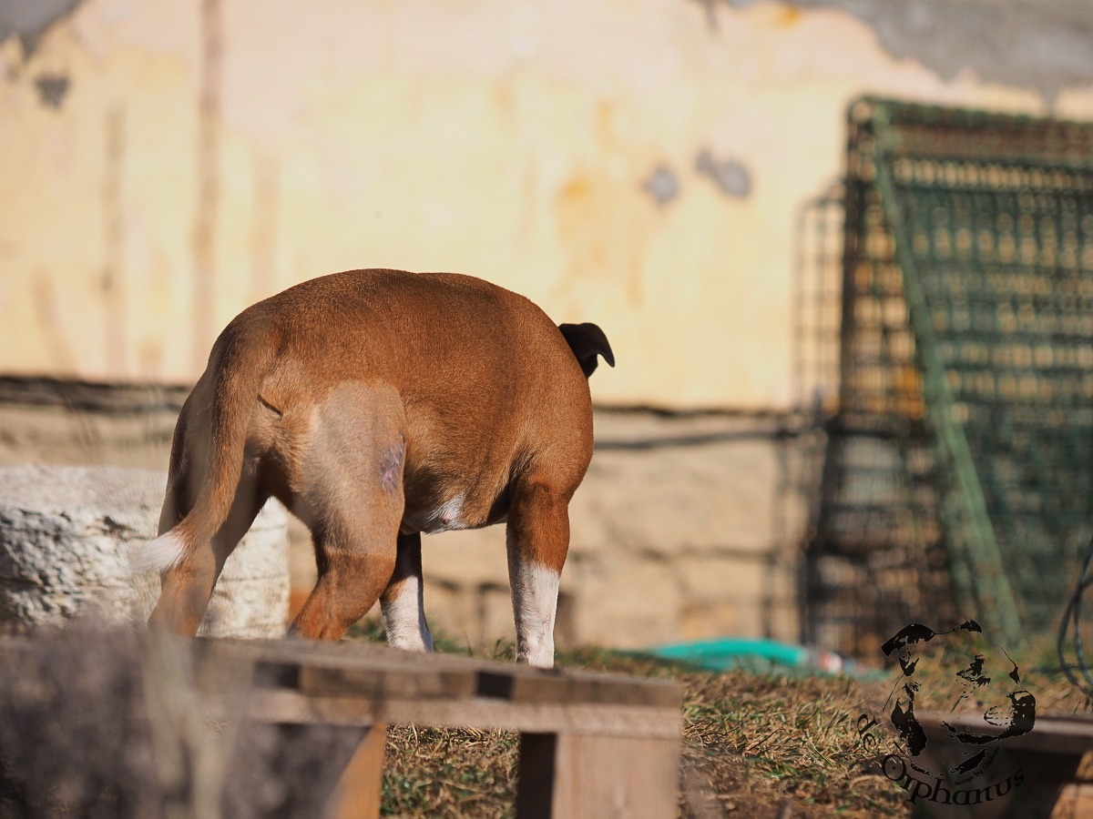 Staffordshire Bull Terrier Hnědý bulteriér s bílými znaky stojící na dvoře s pozadím budovy. (c) Olga Fučíková