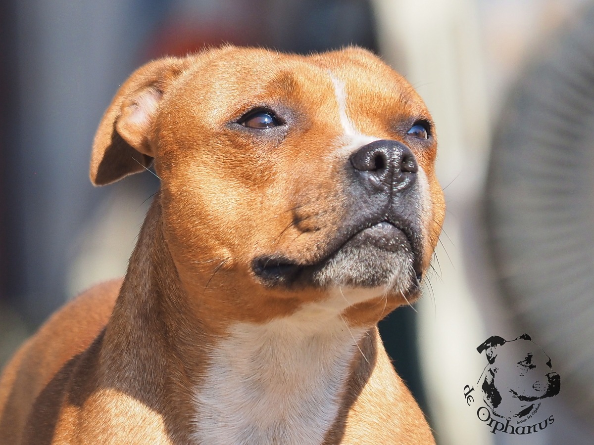 Staffordshire Bull Terrier Hnědý bullterier s bílou náprsenkou a výrazným pohledem na slunečním světle. (c) Olga Fučíková