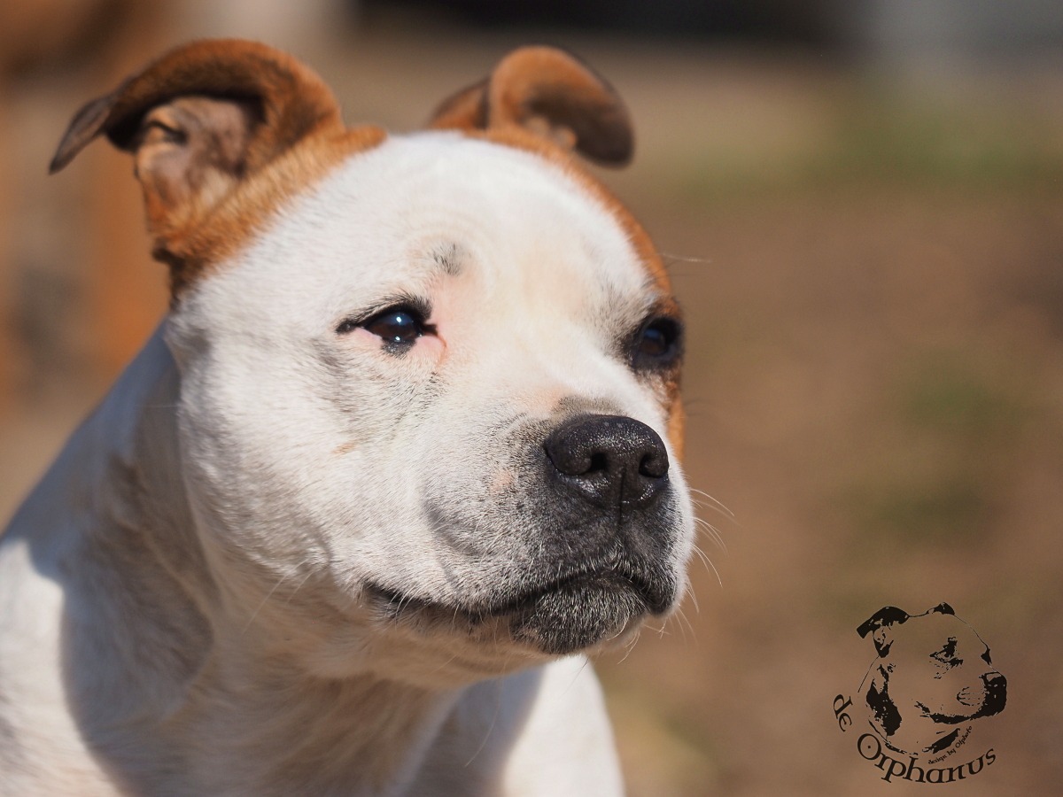 Staffordshire Bull Terrier Bullterrier s bílou srstí a hnědými skvrnami na hlavě, z profilu. (c) Olga Fučíková