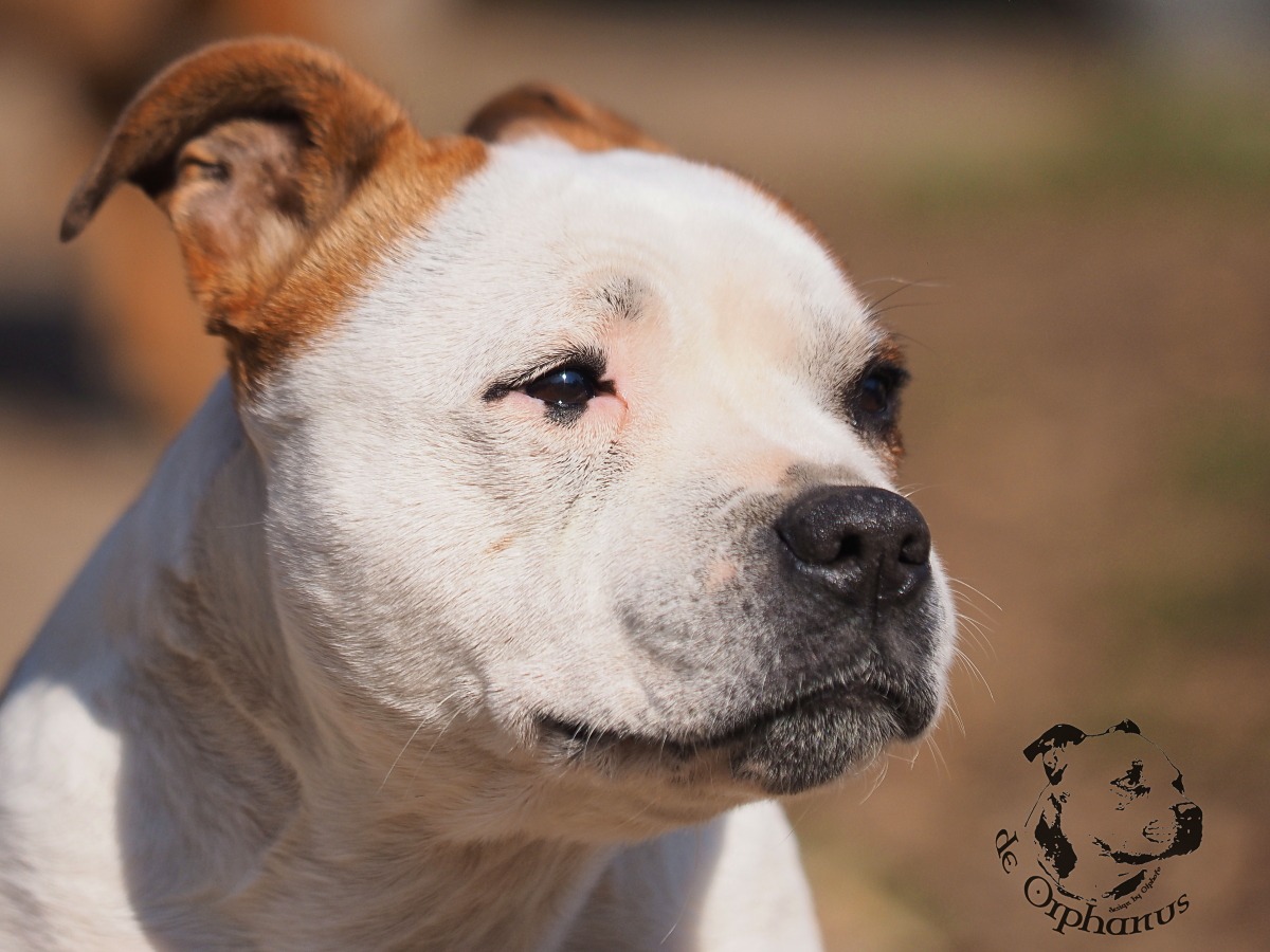 Staffordshire Bull Terrier Bílý bulteriér s hnědými skvrnami na hlavě, z profilu, s klidným výrazem. (c) Olga Fučíková