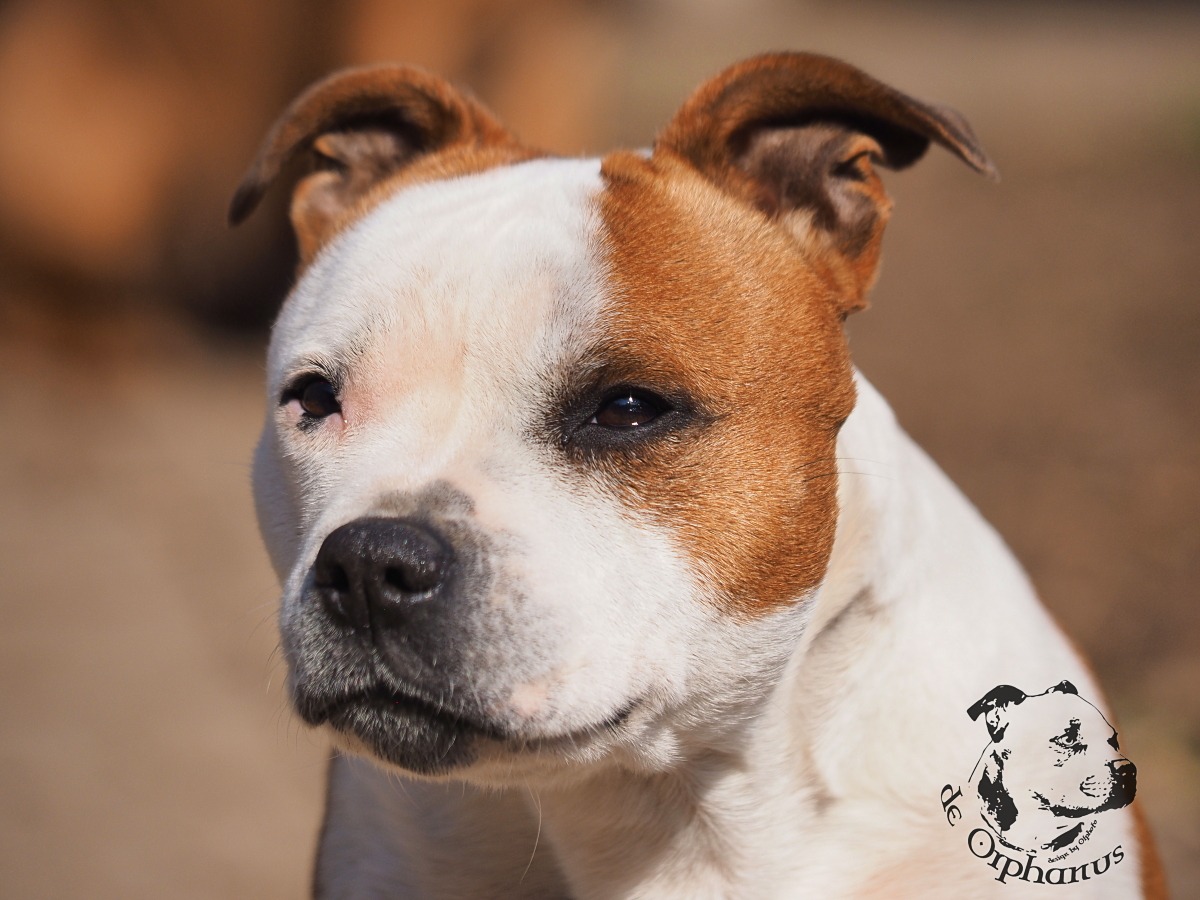 Staffordshire Bull Terrier Bullterrier s hnědým a bílým zbarvením, s výrazným obličejem a ušima vztyčenýma. (c) Olga Fučíková