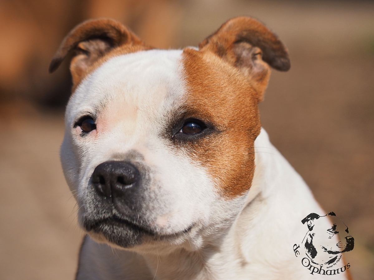 Staffordshire Bull Terrier Bullterrier s červeným a bílým zbarvením, s výrazným obličejem a ušima. (c) Olga Fučíková