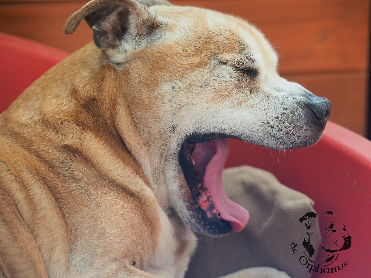 Staffordshire Bull Terrier červený pes s šedivými znaky, který se zívá v červeném pelíšku. (c) Olga Fučíková