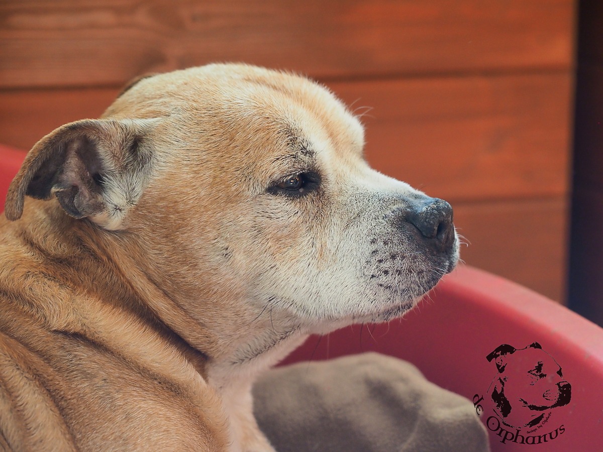 Staffordshire Bull Terrier Starší pes plemene Bullterrier s krátkou srstí a klidným výrazem sedící na polštáři. (c) Olga Fučíková