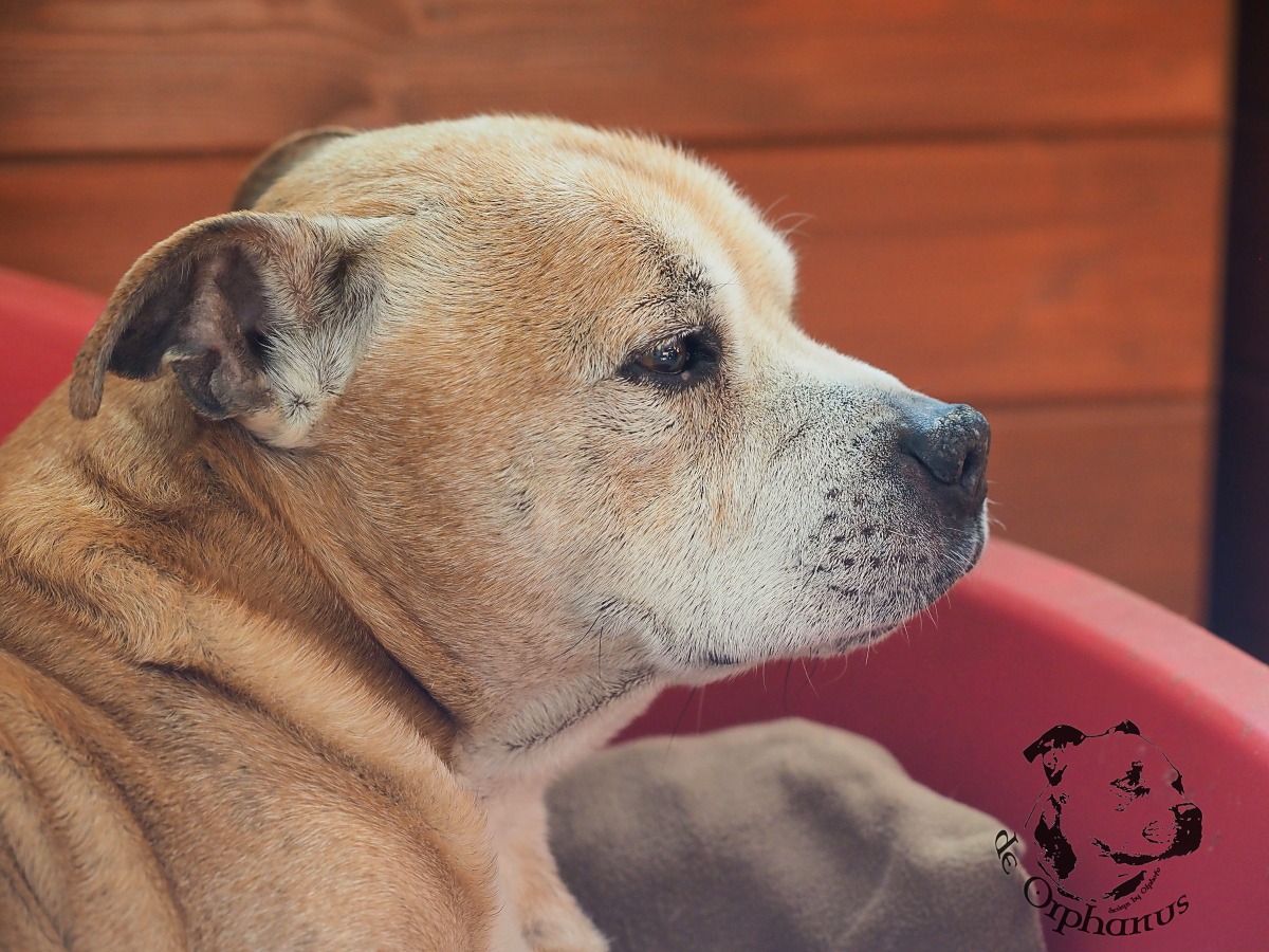 Staffordshire Bull Terrier Starší pes plemene Bullterrier s červenou srstí sedící v pelíšku. (c) Olga Fučíková