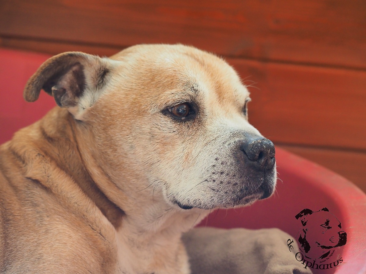 Bullterrier s červenou srstí ležící v pelíšku s pohledem na stranu.