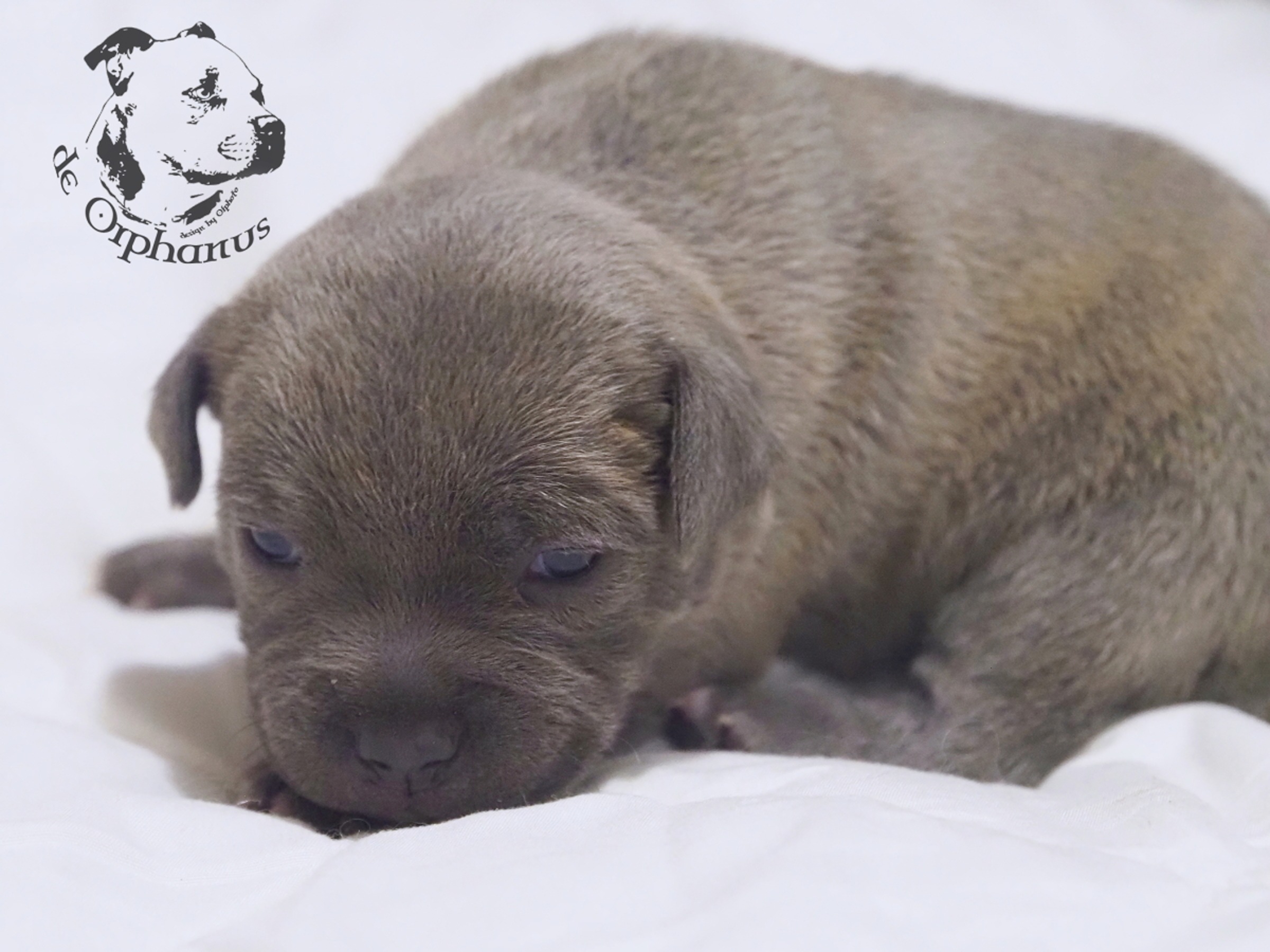 Staffordshire Bull Terrier Šedé štěně plemene Bullterrier ležící na bílém povrchu s jemným vzhledem. (c) Olga Fučíková