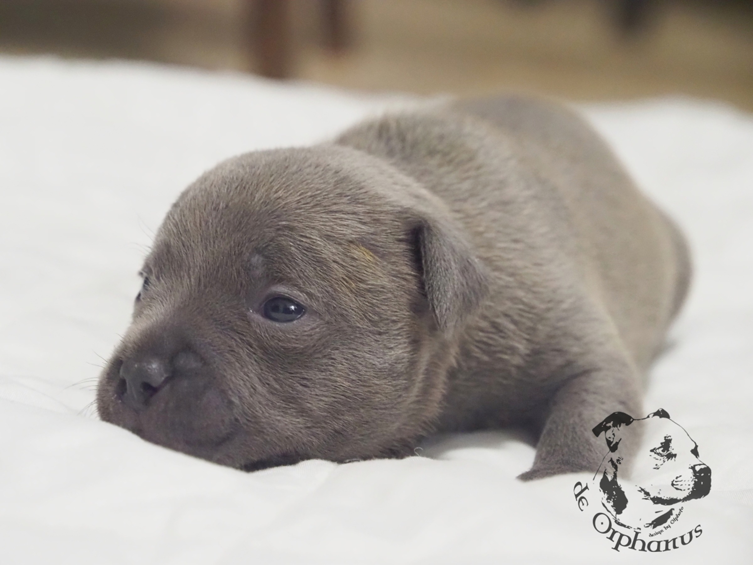 Staffordshire Bull Terrier Šedé štěně plemene Bullterrier leží na bílé dece s pohledem do strany. (c) Olga Fučíková