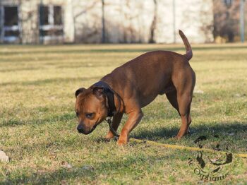 Staffordshire Bull Terrier fotografie 2026