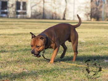Staffordshire Bull Terrier fotografie 2026