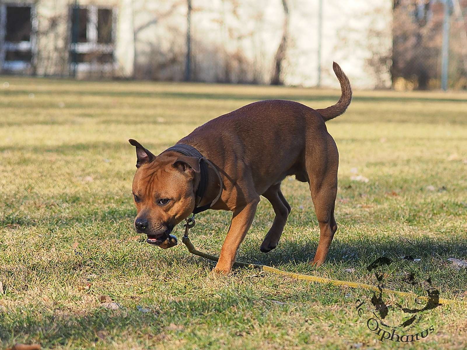 2026 64 2026 Staffordshire Bull Terrier fotografie 2026