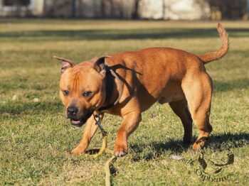 Staffordshire Bull Terrier fotografie 2026