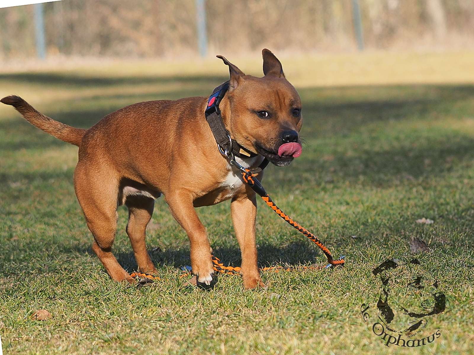2026 62 2026 Staffordshire Bull Terrier fotografie 2026