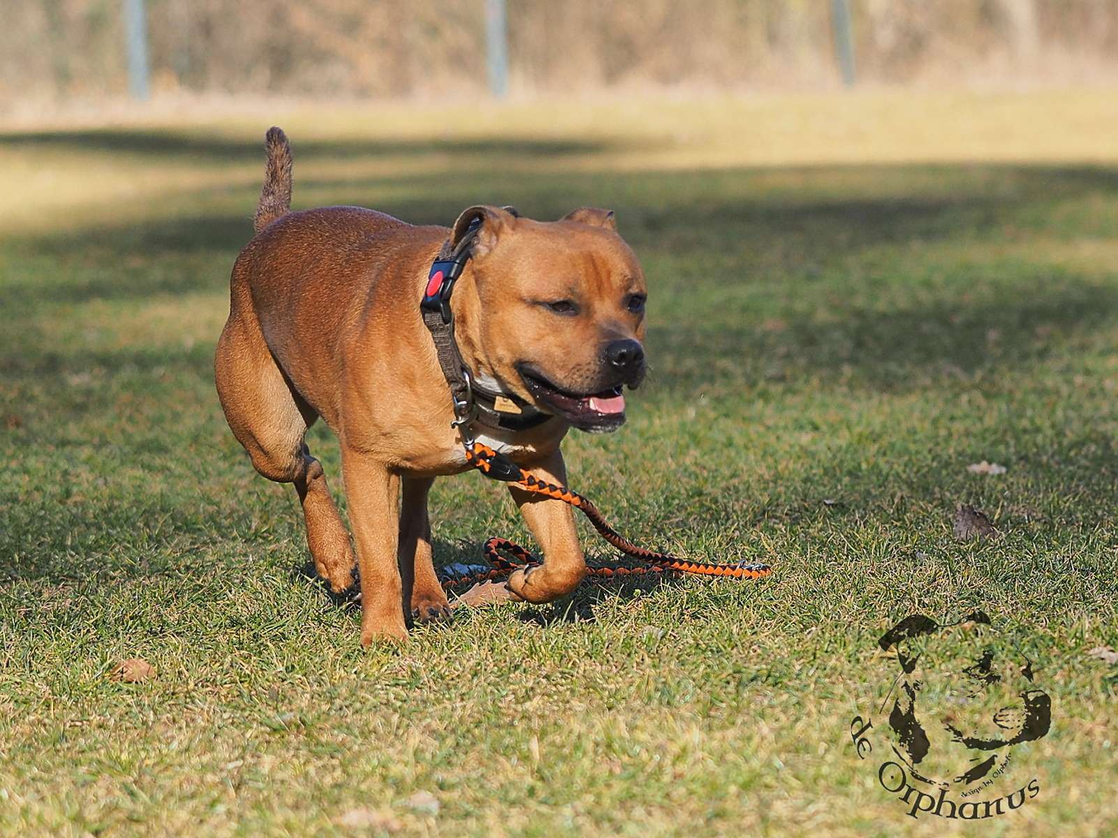 2026 61 2026 Staffordshire Bull Terrier fotografie 2026