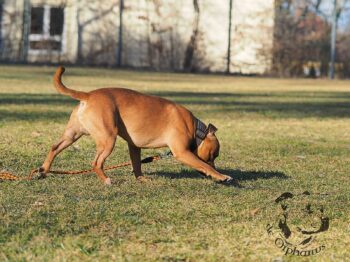 Staffordshire Bull Terrier fotografie 2026
