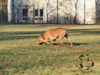 Staffordshire Bull Terrier fotografie 2026