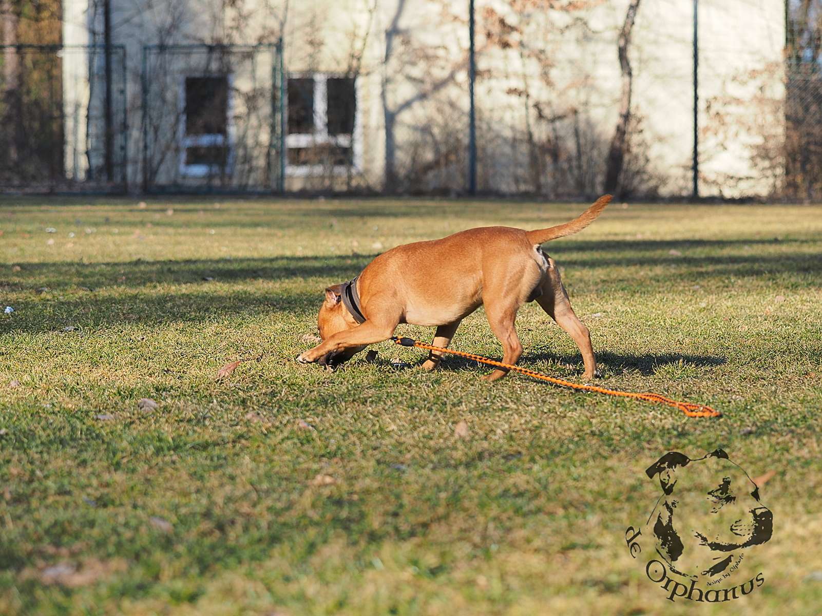 2026 59 2026 Staffordshire Bull Terrier fotografie 2026
