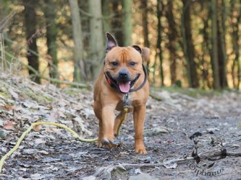 Staffordshire Bull Terrier fotografie 2026