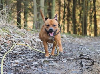 Staffordshire Bull Terrier fotografie 2026