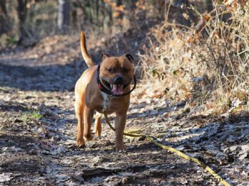 Staffordshire Bull Terrier fotografie 2026