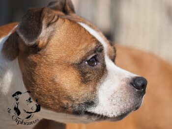 Staffordshire Bull Terrier fotografie 2026 55 Staffordshire Bull Terrier fotografie 2026 Staffordshire Bull Terrier fotografie 2026