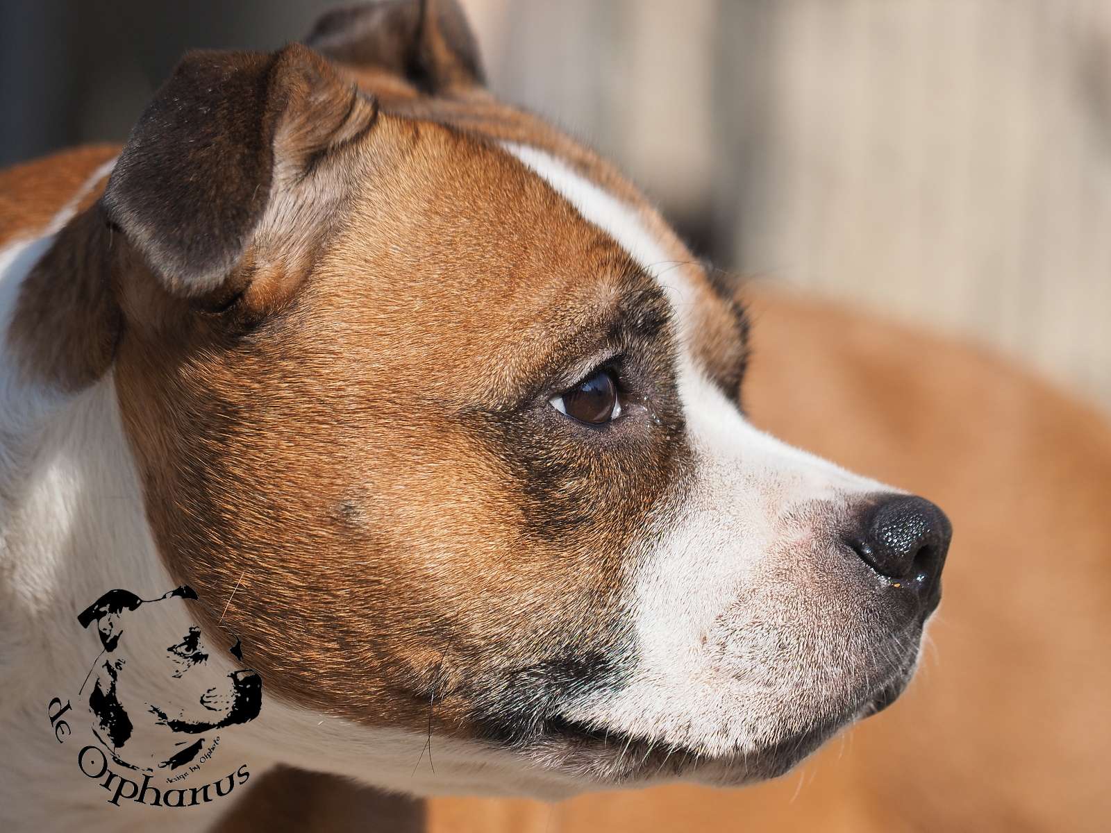 2026 55 2026 Staffordshire Bull Terrier fotografie 2026