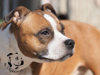 Staffordshire Bull Terrier fotografie 2026