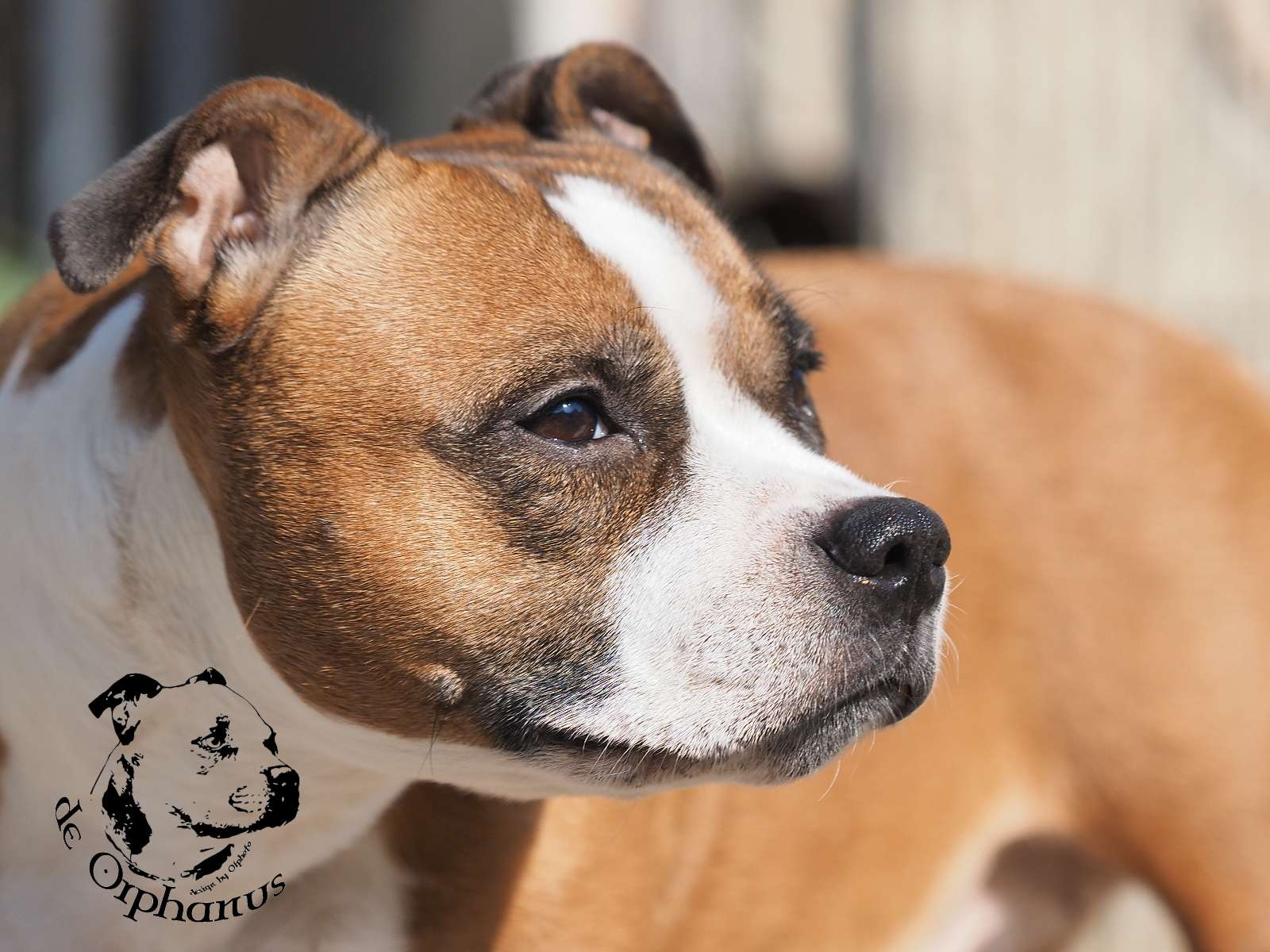 2026 54 2026 Staffordshire Bull Terrier fotografie 2026