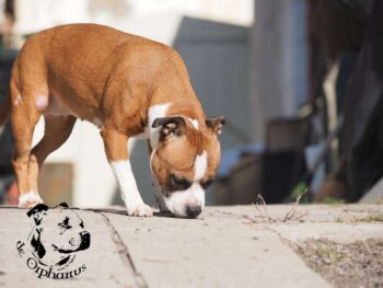 Staffordshire Bull Terrier fotografie 2026