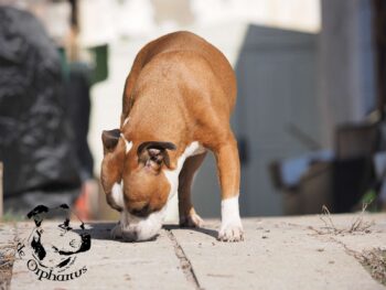 Staffordshire Bull Terrier fotografie 2026