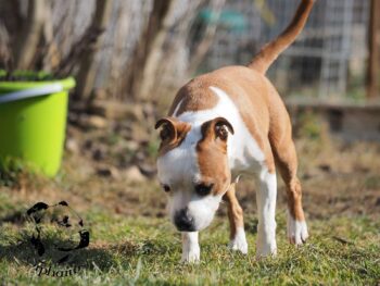 Staffordshire Bull Terrier fotografie 2026